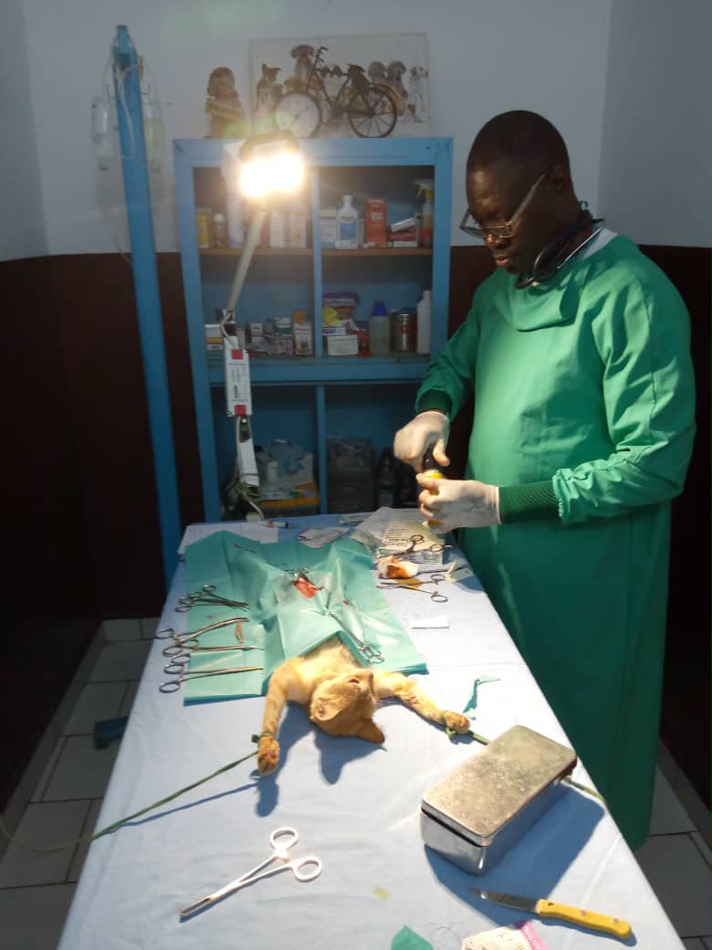 Chirurgie chat