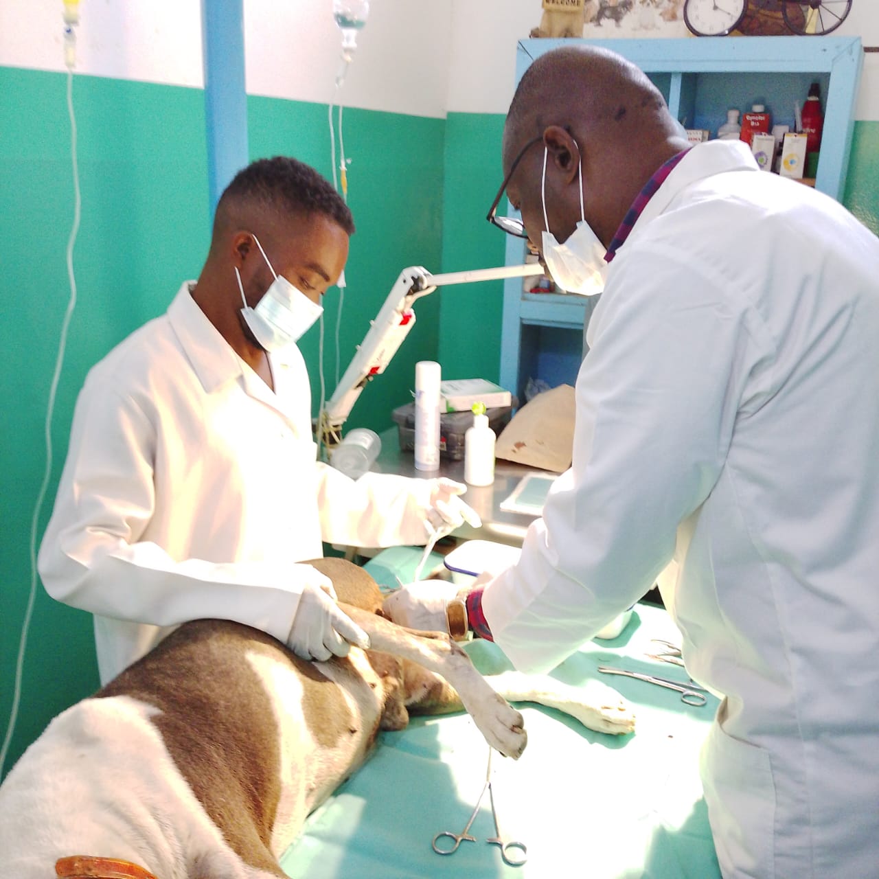 Chirurgie chien